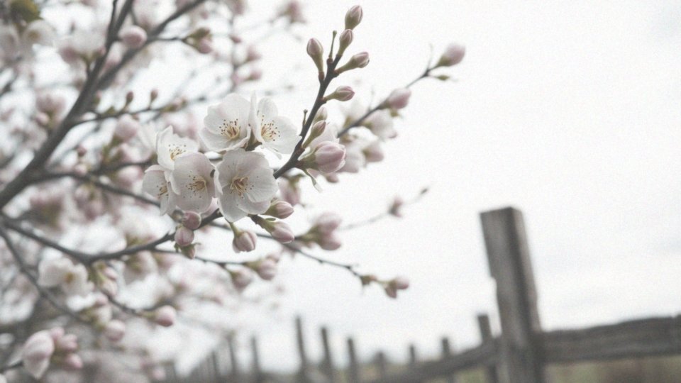 Jakie są szanse na poronienie dla kobiet w wieku 39 lat, planujących ciążę po raz pierwszy?