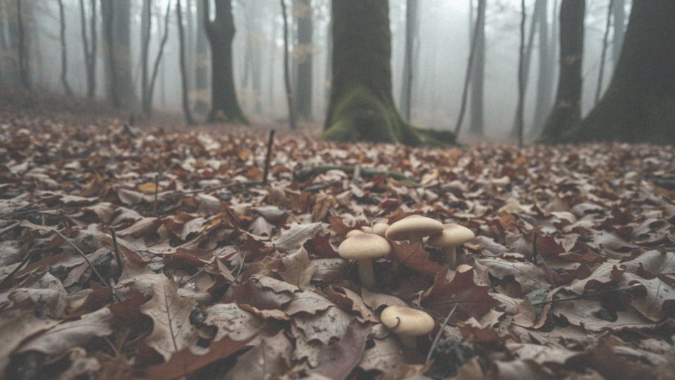 Kiedy trwa sezon grzybowy w Opolskiem?